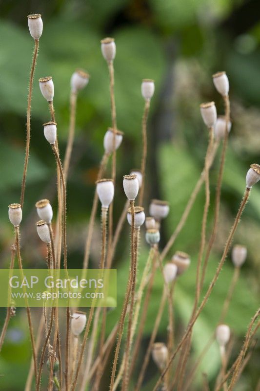 Papaver rhoeas - Field poppy seed pods