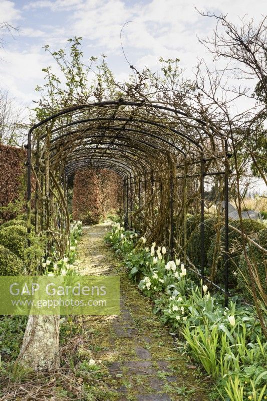 Agriframes pergola underplanted with Tulip 'White Emperor' and primroses in March