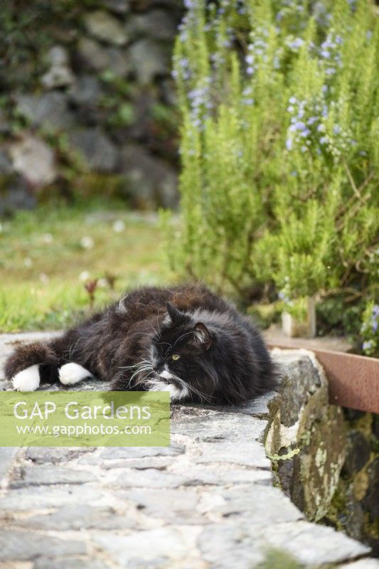 Black cat in a spring garden