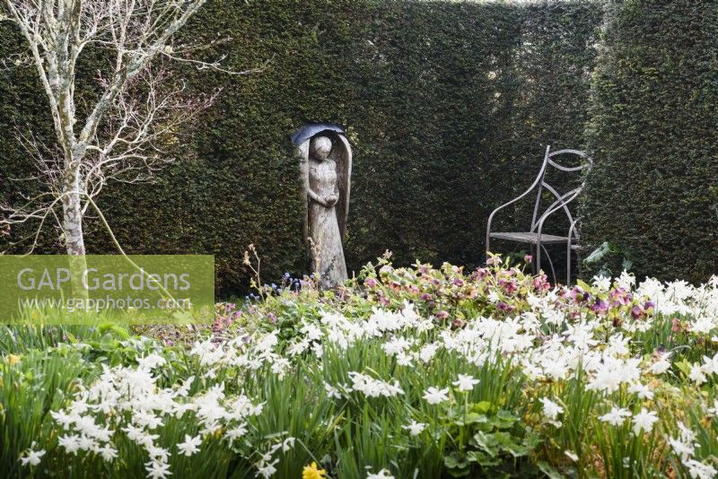 Angel by John Aulman in yew wood with border full of hellebores and daffodils in the foreground