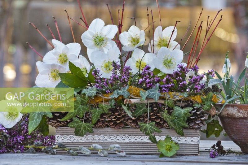 Decorative container with Hedera, Helleborus niger, Erica and dogwood branches.