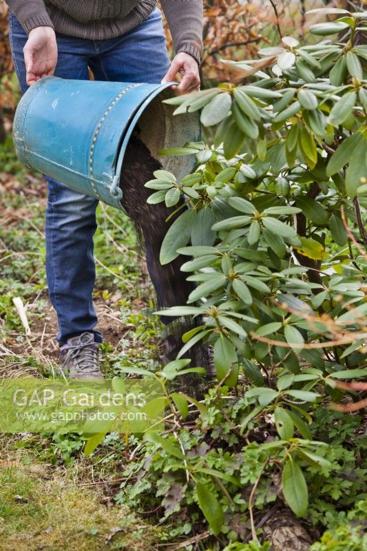 Woman adding Ericaceous compost around Rhododendron to improve growing condition.