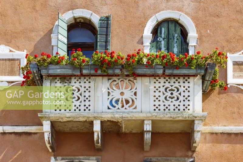 Weathered ornamental stone balcony with window boxes of red pelargoniums in front of green shuttered windows and brown stucco'ed wall.