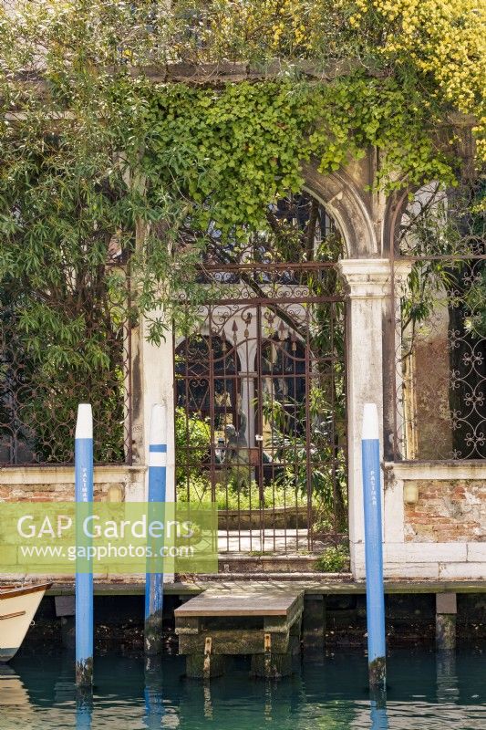 Glimpse of secret garden from the canal through metal gate and mooring. Plants include ivy, Hedera sp., willow, Salix sp., and canary bird rose, Rosa xanthina 'Canary Bird'.