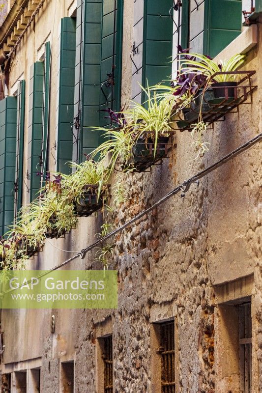 Row of pots in metal window-boxes, featuring spider plants, Chlorophytum comosum, with green shuttered windows behind.