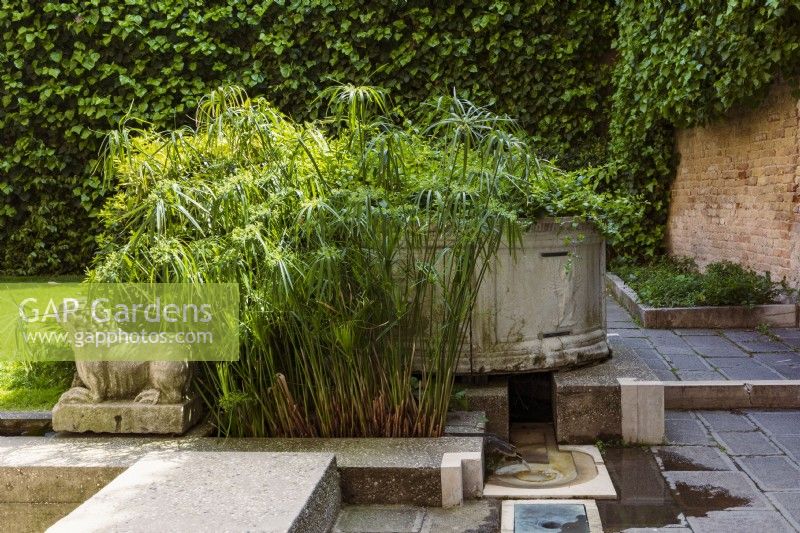 Part of the courtyard garden designed by Carlo Scarpa for the museum Querini Stampalia Fondation. Featuring a rill and water-spout. Plants include the water-loving Cyperus alternifolius, and ivy, Hedera sp., clothing the back wall.