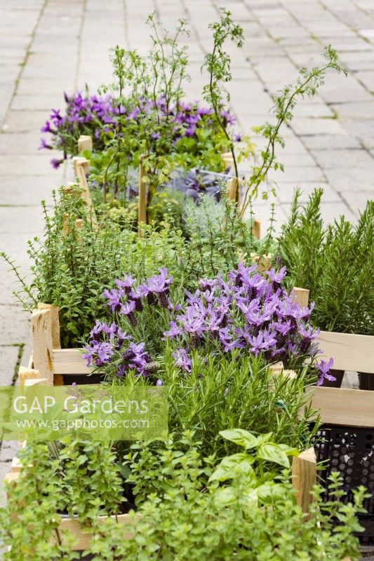 Herbs in crates in a paved marketplace, including butterfly lavender, Lavandula stoechas cv., rosemary, mint, and coriander.