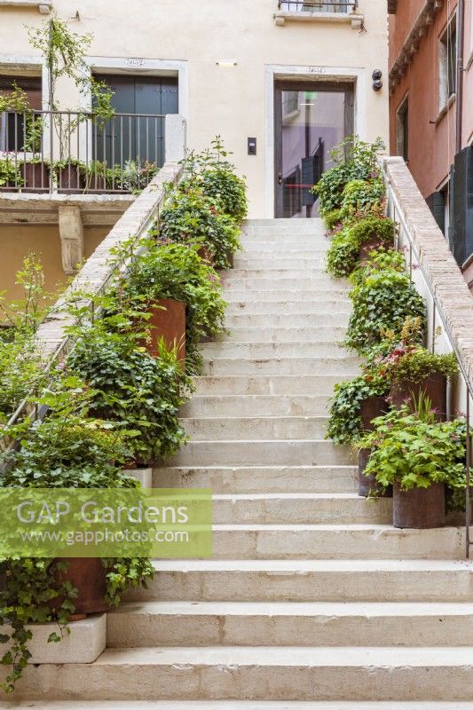 Rusted metal containers hold plants on each side of a white stone staircase up to private apartments. Plants include ivy, Hedera sp., hardy geranium, Geranium macrorrhizum cv., and heucheras, Heuchera sp.