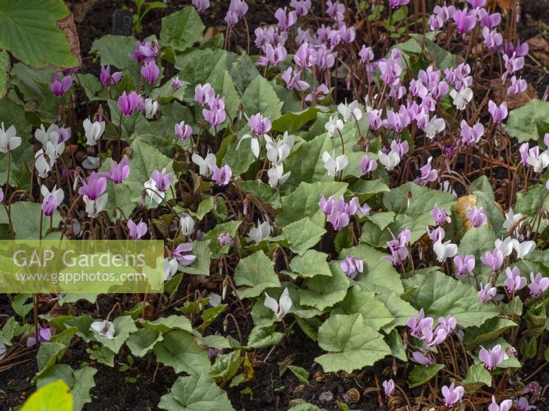 Cyclamen hederifolium Silver-leaved Group September