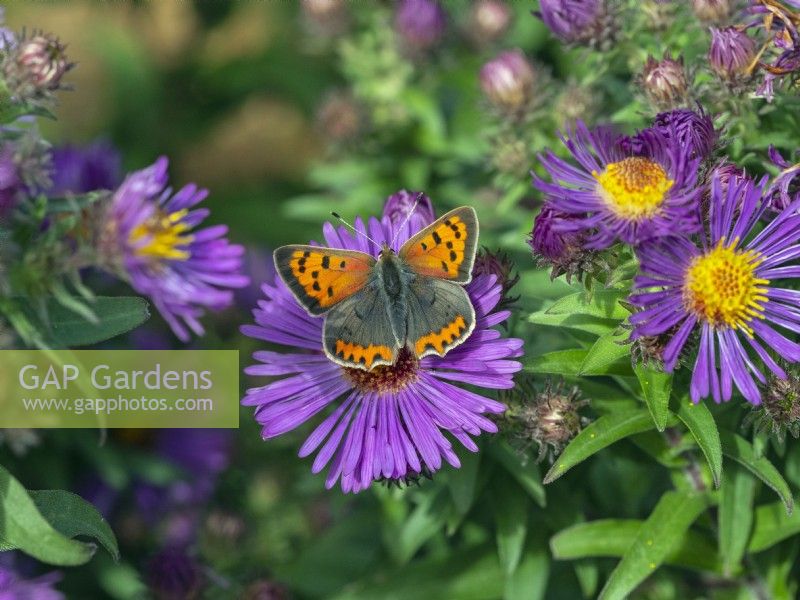 Lycaena phlaeas Small Copper Butterfly feeding on aster