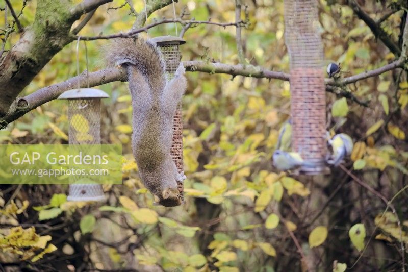 Sciurus carolinensis - Grey or Gray Squirrel eating nuts from a bird feeder