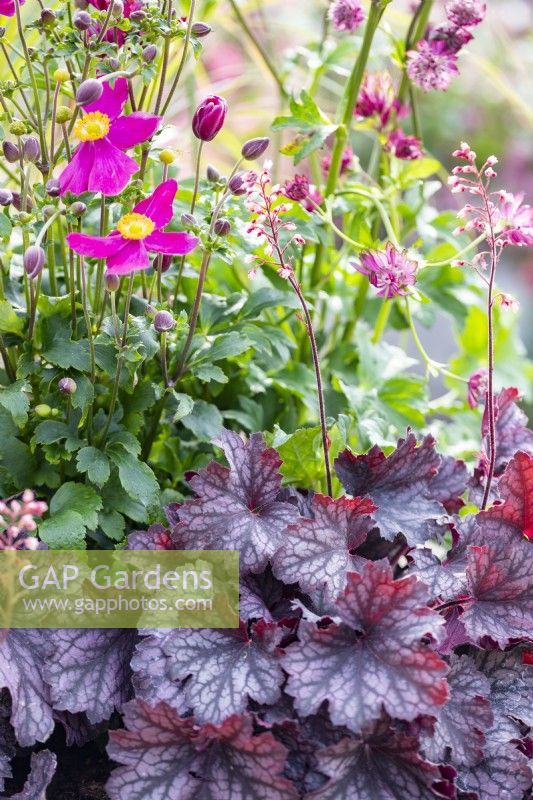 Heuchera 'Little Cutie Frost' and Anemone 'Fantasy Red Riding Hood'