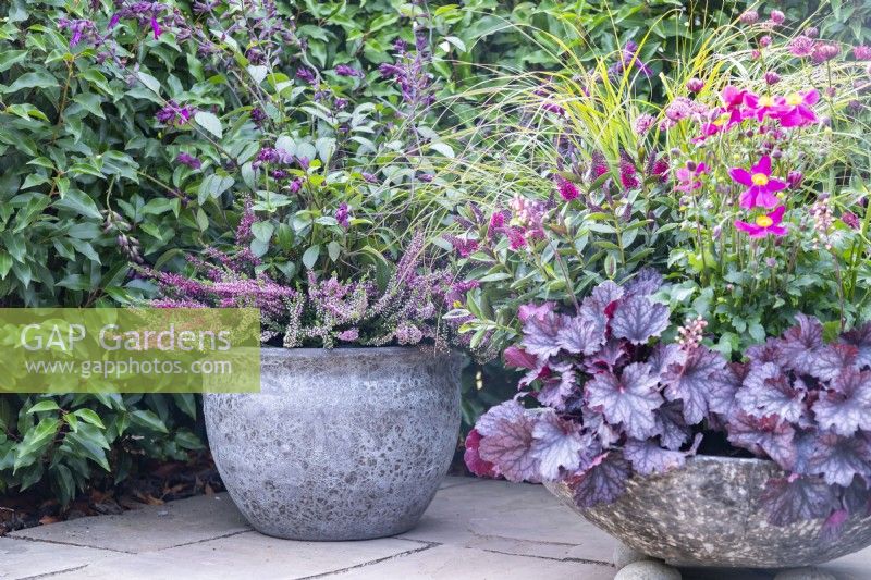 Container planted with Heuchera, Anemone and Hebe plus other pot with Calluna vulgaris and Salvia 'Love and Wishes'