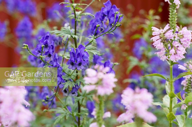 Close up of Physostegia virginiana 'Vivid' - Obedient plant with Aconitum napellus against a red wall