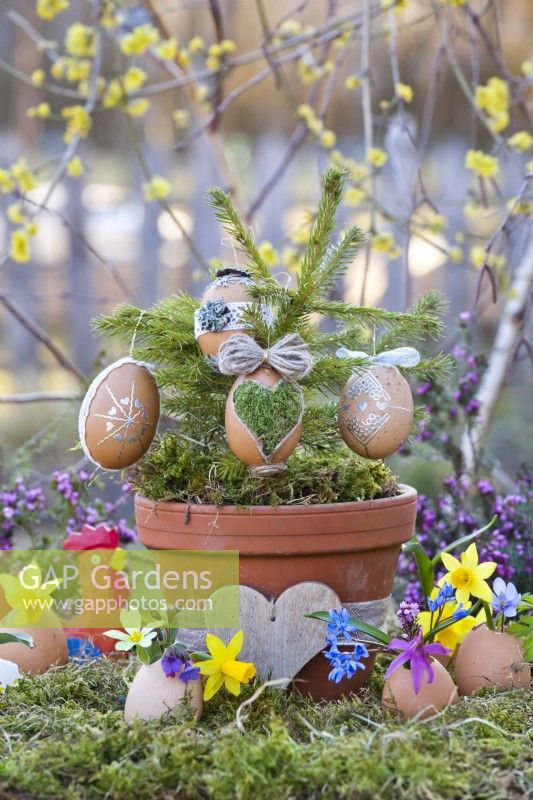 Easter arrangement with eggs hanging from a spruce in terracotta , spring flowers and decorations.