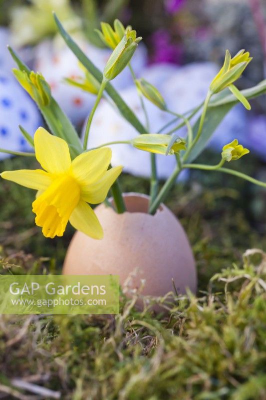 Egg shell with yellow spring flowers - Narcissus and Gagea lutea.