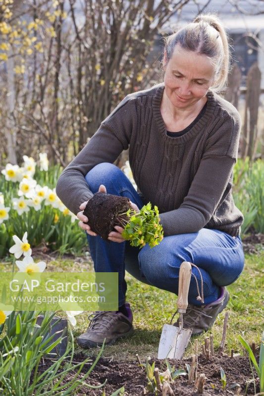 Woman planting Hacquetia epipactis syn. Dondia epipactis in spring.