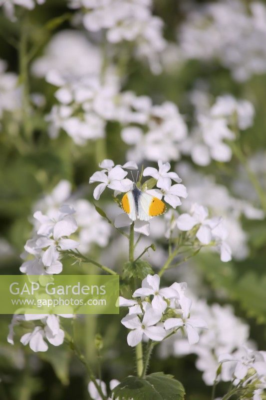 Orange tip butterfly - Anthocharis cardamines on white honesty - Lunaria annua var. albiflora