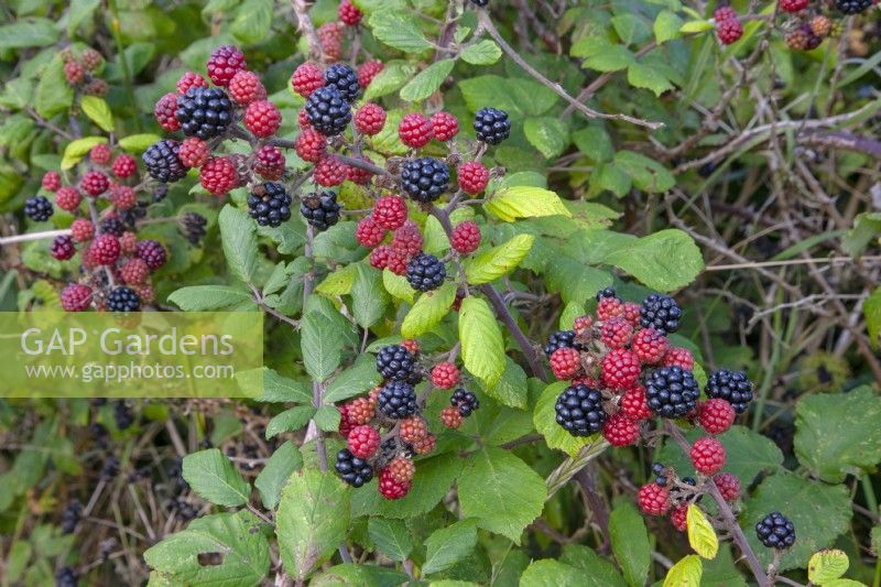 Wild blackberrries - Rubus fruticosus agg in mid September
