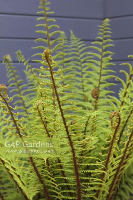 Dryopteris affinis with fresh growth growing in front of grey painted fence - Scaly Male Fern