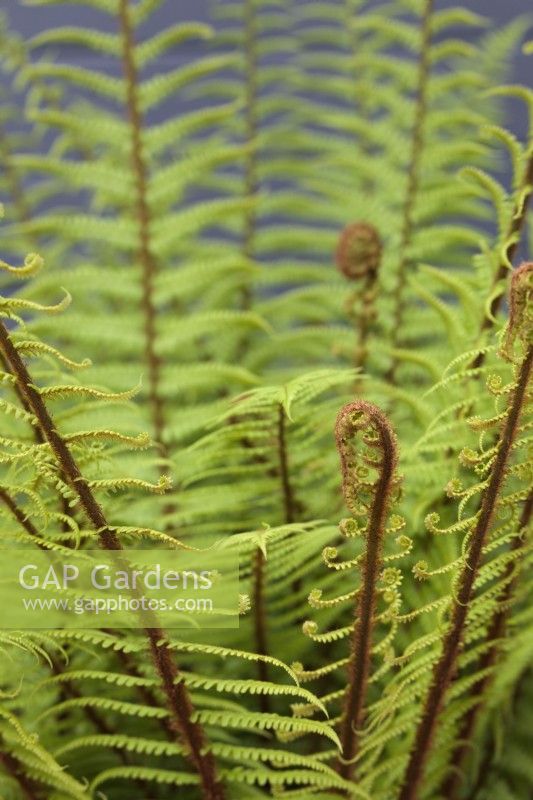 Dryopteris affinis with fresh growth - Scaly Male Fern