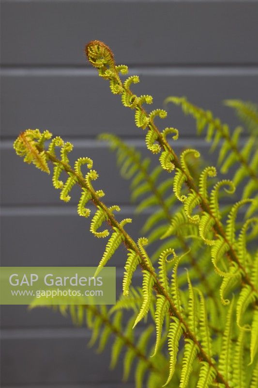 Dryopteris affinis with fresh growth growing in front of grey painted fence - Scaly Male Fern