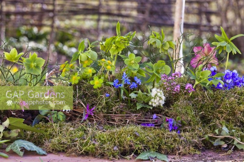 Moss container with spring flowers including Helleborus viridis, Scilla, Erica, Pulmoraria, Hacquetia epipactis and Erythronium dens-canis.
