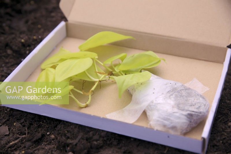 Philodendron micans Lime - mail order cuttings
