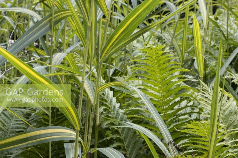 Ostrich ferns, Matteuccia struthiopteris, and a variagated bamboo grown together. Close up.  Summer. 