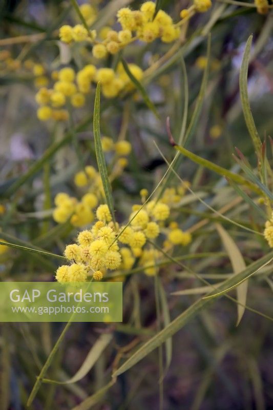 Acacia saligna - Western Australian golden wattle