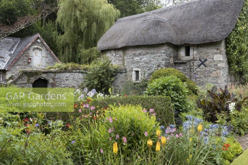 Cottage style planting with old stone barns in background. The Garden House, Yelverton, Devon. Summer. 