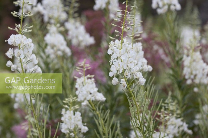 Filipendula ulmaria, meadowsweet and Epilobium angustifolium Album, white rosebay willow herb.  Summer. 