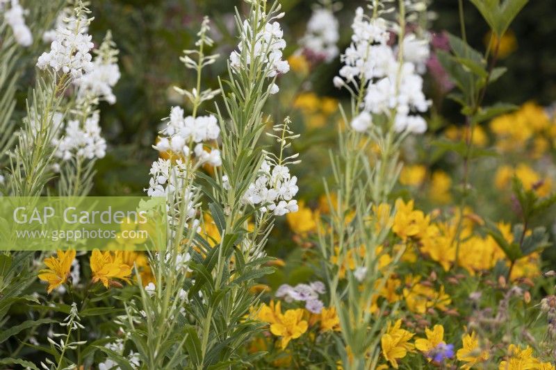 Epilobium angustifolium Album, white rosebay willow herb with yellow alstromeria behind. Summer. 