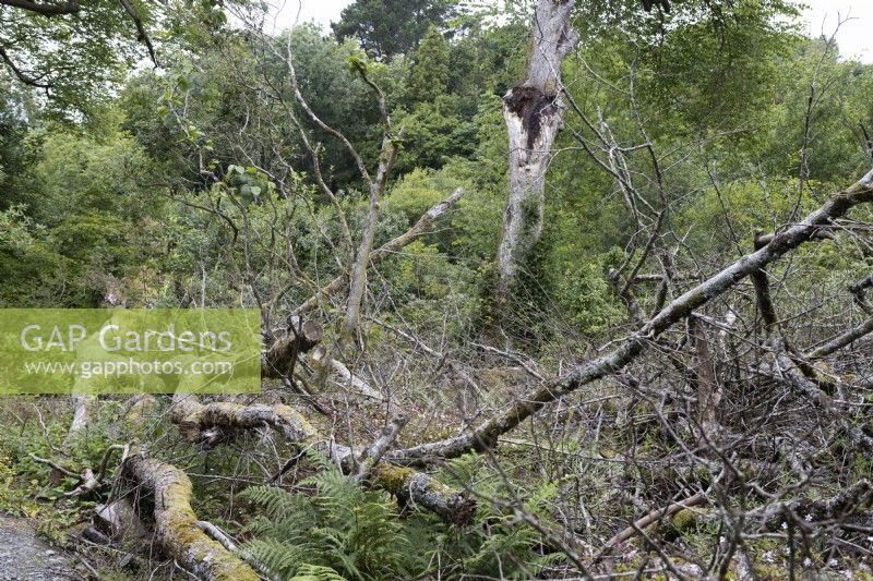 Storm damage to Lime trees. Fallen trees and boughs. The Garden House, Yelverton, Devon. Summer. 