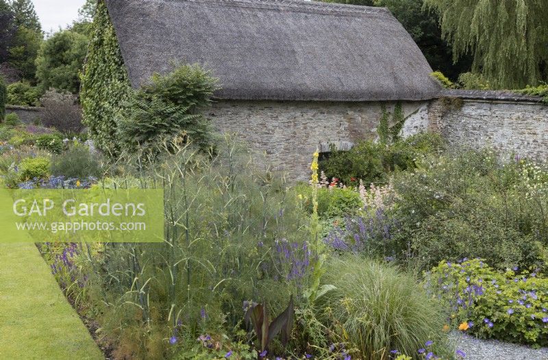 Fennel grows amongst other plants in cottage style planting with an old stone barn behind. The Garden House, Yelverton, Devon. Summer. 
