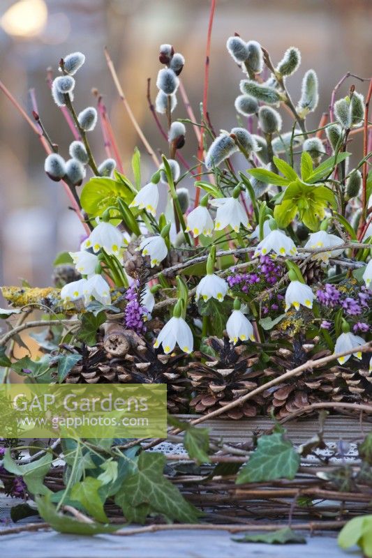 Helleborus viridis, Leucojum aestivum, erica and pussy willow in organic container of cones, ivy and grapevine branches.