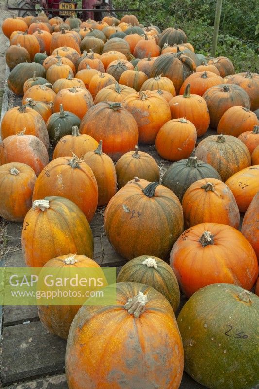 Pumpkins for sale  mid October