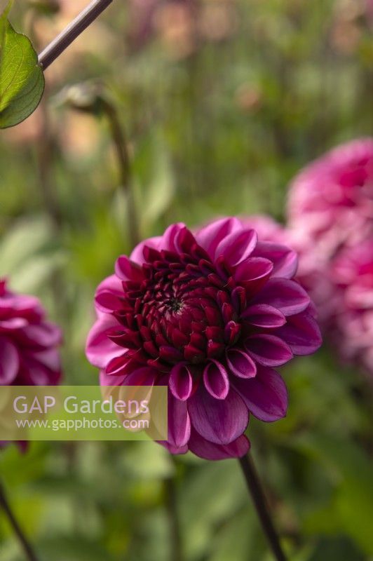 Dahlia 'Laughing Lizzy'