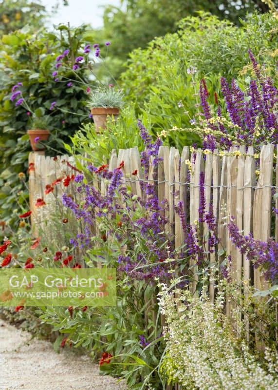 Perennial planting at the wooden fence, summer July