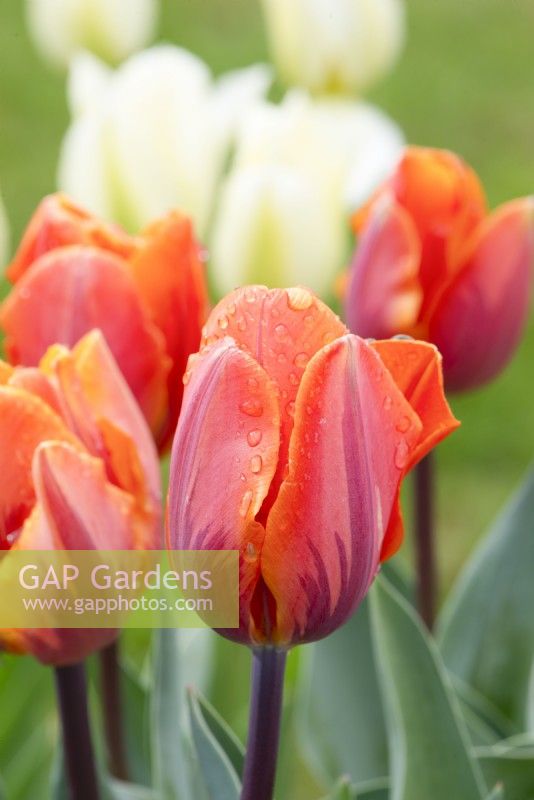 Tulipa 'Princess Irene' and 'Spring Green'