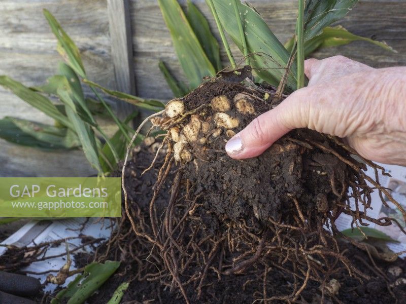 Aspidestra division after cutting through root ball