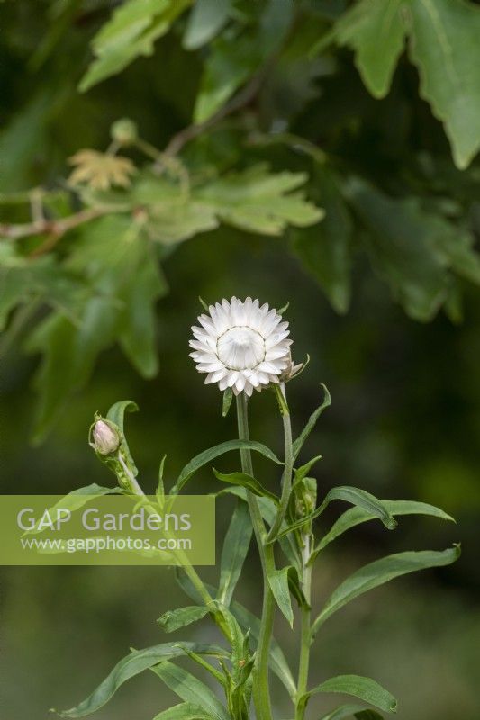 Xerochrysum bracteatum 'White flowered' - Everlasting flower
