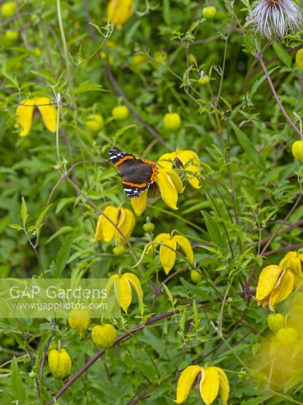 Red admiral butterfly resting on  clematis Bill Mackenzie