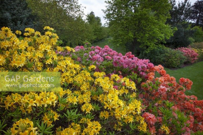 Azaleas and Rhododendrons in May Spring