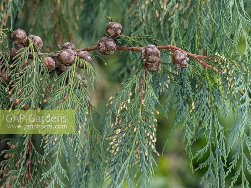 Cupressus cashmeriana - Kashmir Cypress