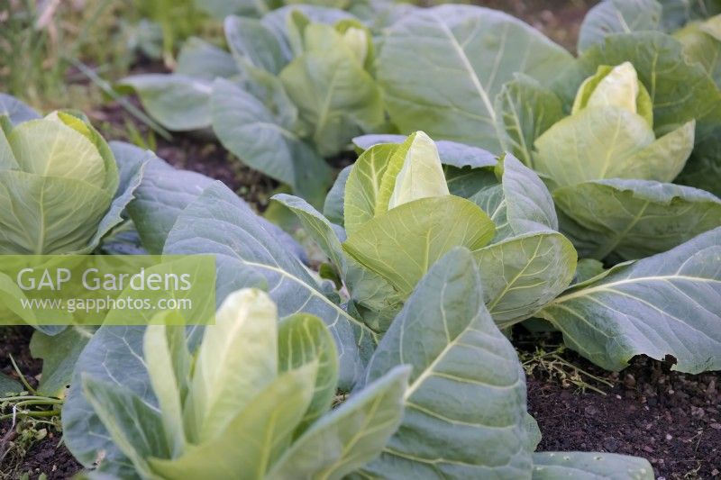 Brassica oleracea Capitata 'Dutchman' sown 31 July ready to harvest mid January protected grown