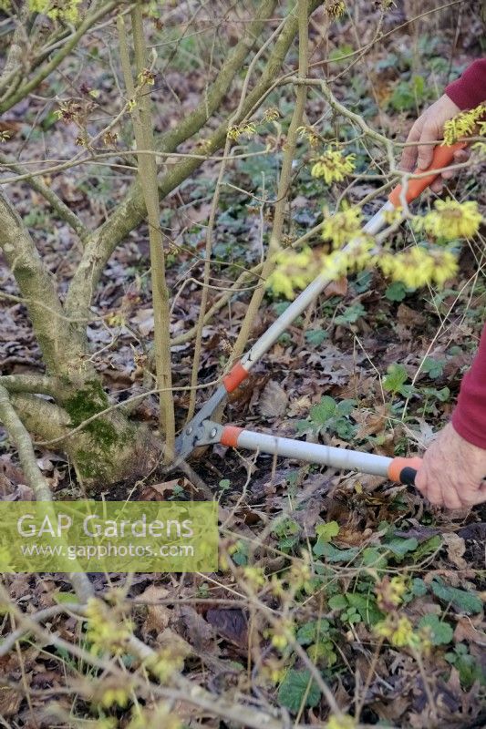 Removing suckers from the roostock of a grafted plant of Hamamelis mollis