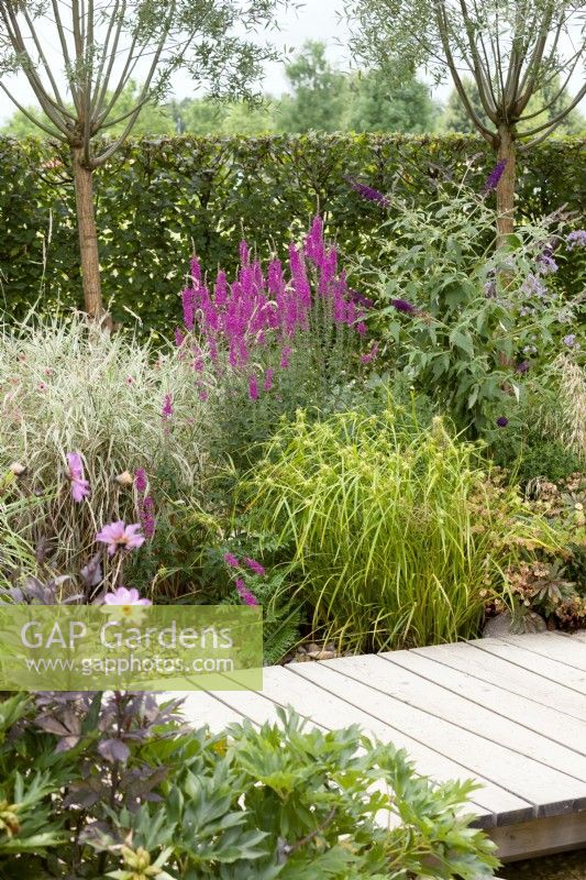 Planting with perennials and ornamental grasses, summer July