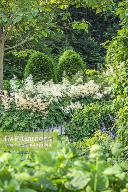View over railings to shade garden with evergreens and flowering Aruncus edging, summer August