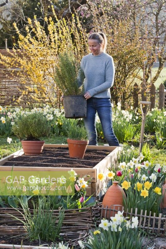 Woman planting out overwintering herbs in containers in  spring.